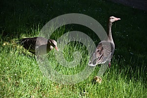 CANADIAN GHEESE