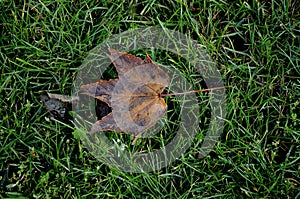 LEAF ON GRASS