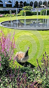 #copenhagen #denmark #tivoli #park #animal #peafowl