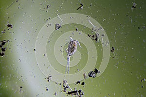 Copepod Cyclops is small crustacean