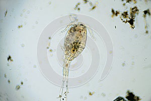 Copepod Cyclops is small crustacean