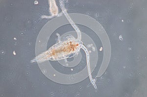 Copepod