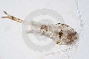 Copepod Zooplankton are a group of small crustaceans