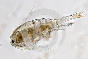 Copepod Zooplankton are a group of small crustaceans photo