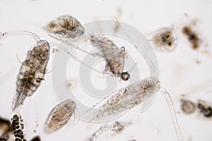 Copepod Zooplankton are a group of small crustaceans found in