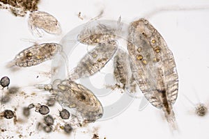 Copepod Zooplankton are a group of small crustaceans found in