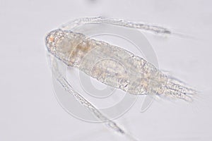 Copepod Zooplankton are a group of small crustaceans found in