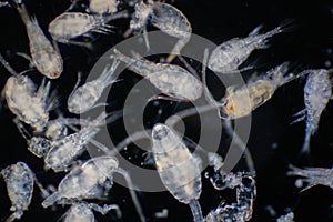 Copepod Zooplankton are a group of small crustaceans found in marine and freshwater habitat photo