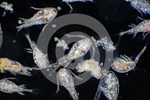 Copepod Zooplankton are a group of small crustaceans found in marine and freshwater habitat