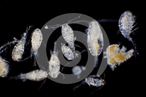 Copepod Zooplankton are a group of small crustaceans found in marine and freshwater habitat