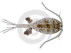 Copepod Zooplankton are a group of small crustaceans