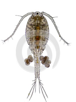 Copepod Zooplankton are a group of small crustaceans