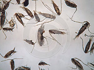 Copepods are under microscope view.