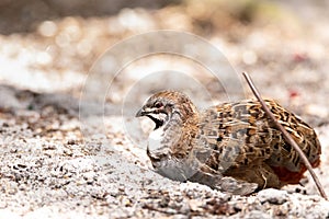 Coper and silver male king quail Coturnix chinensis