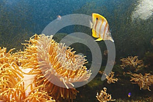 Coperband butterfly Chelmon rostratus also known as Beaked butterflyfish, Beaked coralfish in water among coral reefs