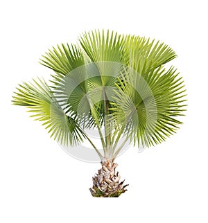 Copernicia baileyana palm isolated with clipping path