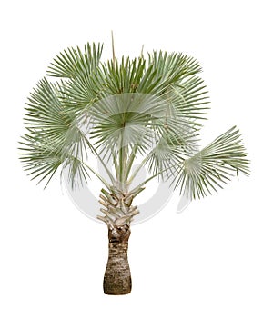 Copernicia hospita palm isolated on white background