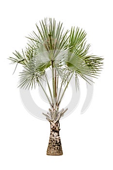 Copernicia hospita palm isolated on white background