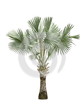 Copernicia hospita palm tree isolated on white background