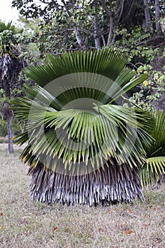 Copernicia macroglossa is an endemic Palm to Cuba