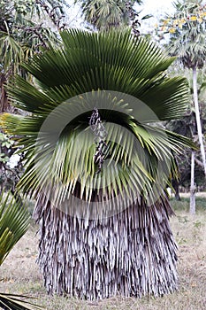 Copernicia macroglossa is an endemic Palm to Cuba