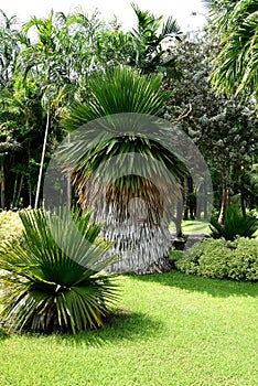 Copernicia palm