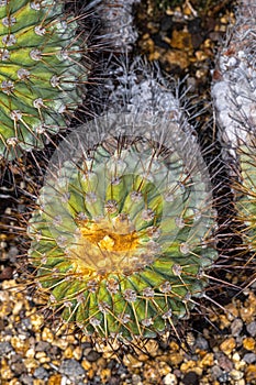 Copiapoa haseltoniana Cactus
