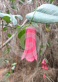 Copihue flor chilena photo