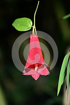 Copihue flower
