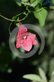 Copihue flower