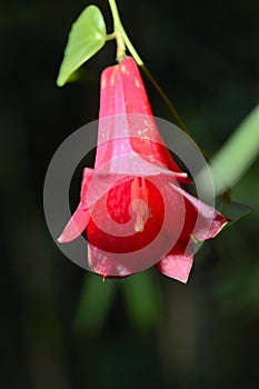 Copihue flower