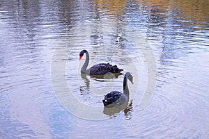 Cople of black swans