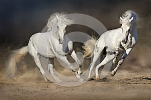 Cople horse in motion