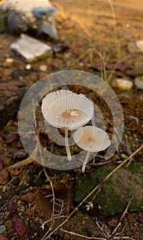 Cople mushroom in morning day