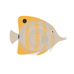 Copper Banded Butterfly fish, exotic fish,tropical fish