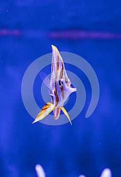 Copper-banded butterflyfish