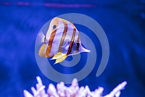 Copper-banded butterflyfish