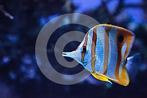 Copper-banded butterflyfish, Chelmon rostratus