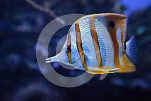 Copper-banded butterflyfish, Chelmon rostratus