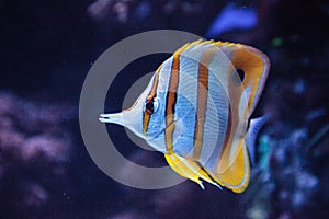 Copper-banded butterflyfish, Chelmon rostratus