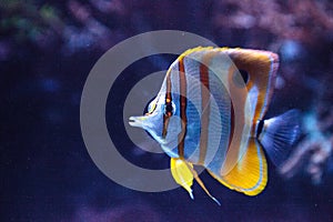 Copper-banded butterflyfish, Chelmon rostratus