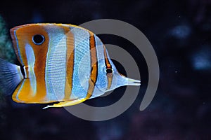 Copper-banded butterflyfish, Chelmon rostratus