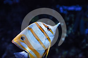 Copper-banded butterflyfish, Chelmon rostratus