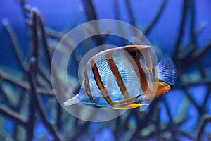 Copper-banded butterflyfish, Chelmon rostratus