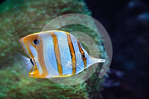 Copper-banded butterflyfish, Chelmon rostratus