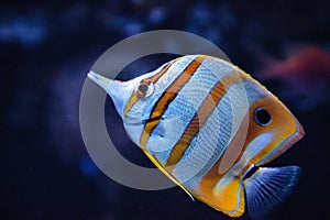 Copper-banded butterflyfish, Chelmon rostratus