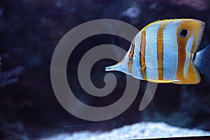 Copper-banded butterflyfish, Chelmon rostratus