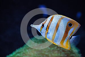 Copper-banded butterflyfish, Chelmon rostratus