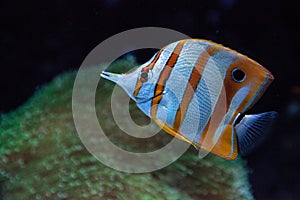 Copper-banded butterflyfish, Chelmon rostratus