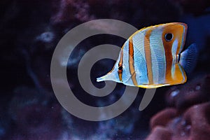 Copper-banded butterflyfish, Chelmon rostratus